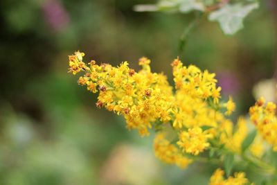 Close-up of yellow flowering plant