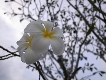 Close-up of white flowers blooming on tree