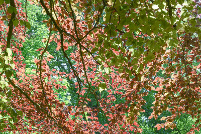 Close-up of tree branches