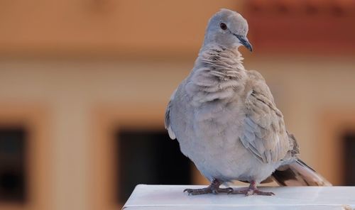 Close-up of dove on retaining wall