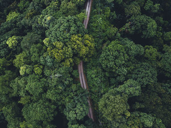 High angle view of fresh green plants