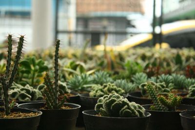 Some kinds of cacti and pachyphytum oviferum in the shop during the day taken from a low angle