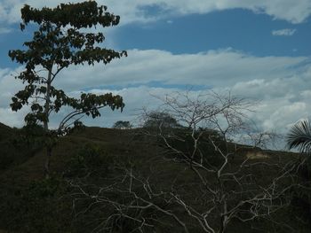 Trees on field against cloudy sky