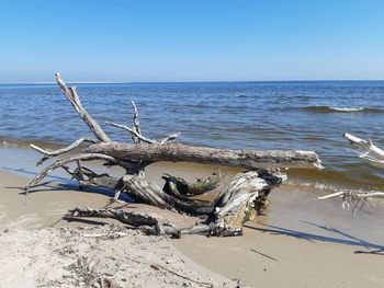 Driftwood on beach against clear sky