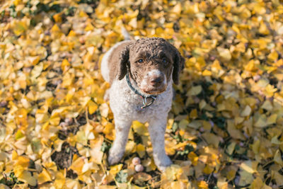 Portrait of a dog