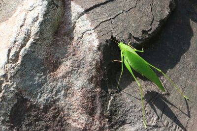 Close-up of insect on tree trunk