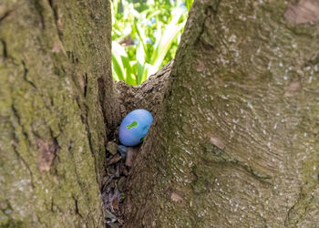 High angle view of bird on tree trunk