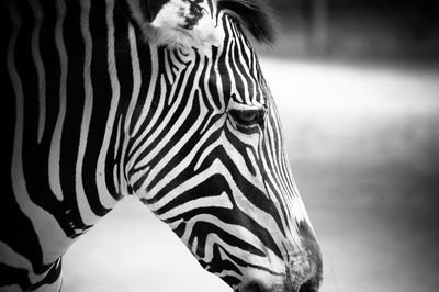 Close-up of zebra