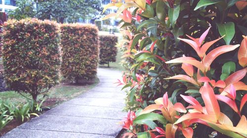 Plants growing on footpath
