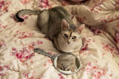 High angle view of cat relaxing on bed