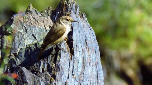 Close-up of bird perching on tree trunk