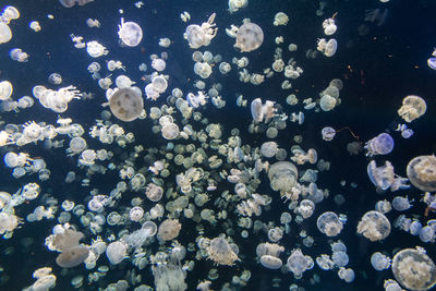 Close-up of jellyfish in water