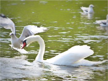 White swan swimming in lake