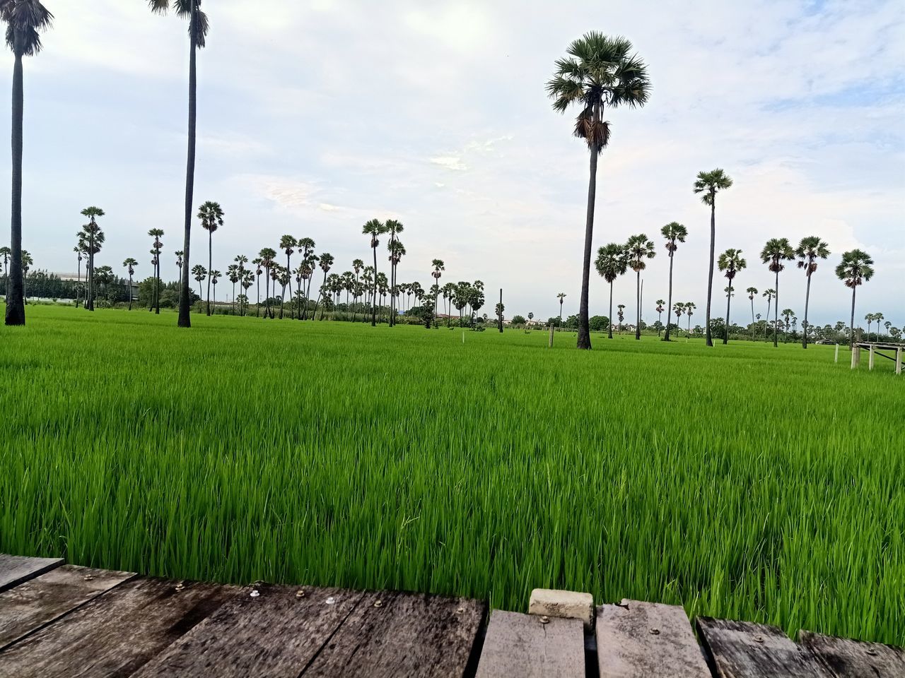 plant, sky, paddy field, agriculture, grass, palm tree, nature, field, tree, landscape, tropical climate, land, cloud, environment, green, rural scene, rural area, rice paddy, rice, beauty in nature, crop, growth, outdoors, scenics - nature, tranquility, no people, day, farm, coconut palm tree, environmental conservation, tranquil scene, water, travel destinations, food and drink