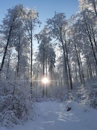 Sunlight streaming through trees in snow covered forest