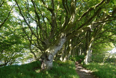 Trees in forest