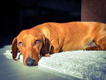 Close-up of a dog resting