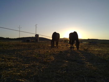 Horses grazing on field against sky during sunset