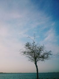 Tree by sea against sky