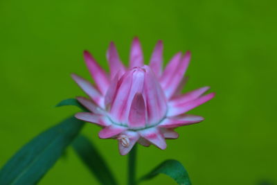 Close-up of lotus water lily