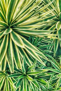 Close-up of palm tree