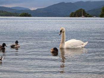 Swans swimming in lake