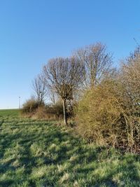 Bare tree on field against clear blue sky