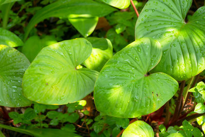 Close up rain drop and sunlight on anthurirm green leafs