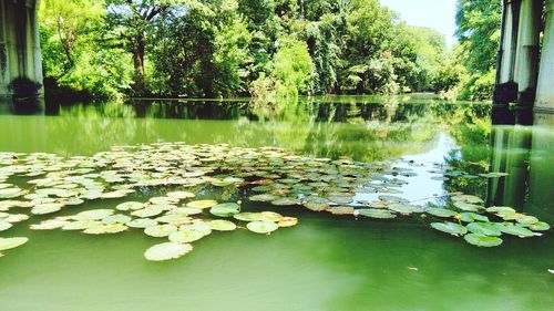 Reflection of trees in pond