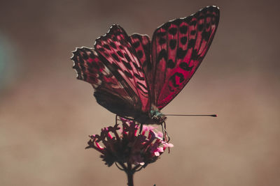 Close-up of red butterfly on pink flower