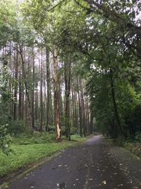 Road passing through trees