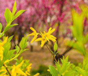 Close-up of yellow flowers blooming outdoors