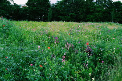 Flowers growing in field