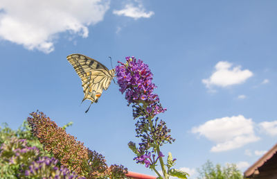 Low angle view of butterfly on purple flowering plant