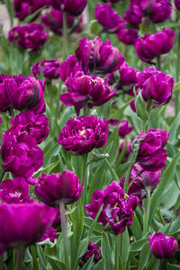 Close-up of pink flowering plants in park