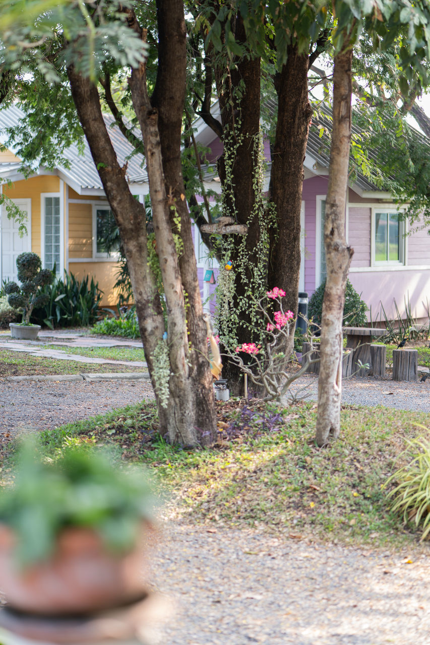 plant, tree, architecture, building exterior, built structure, flower, yard, garden, building, nature, house, residential district, tree trunk, trunk, growth, backyard, day, outdoors, front or back yard, no people, city, home, footpath, street, grass