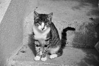 Portrait of cat sitting outdoors