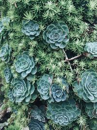 Full frame shot of plants