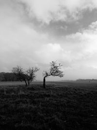 Bare tree on field against sky