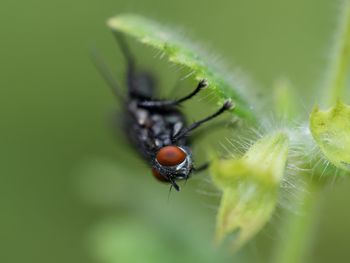 Close-up of insect on leaf