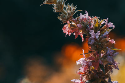 Close-up of plant against blurred background