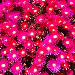 Full frame of pink flowers
