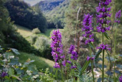 Close-up of purple flowering plants on field