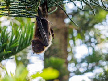Low angle view of fruit bat hanging from tree