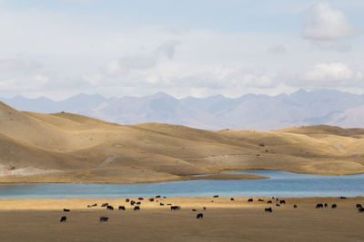 Grazing Yaks at