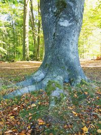 Trees growing in forest