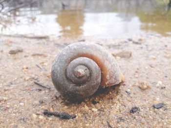 Close-up of snail on water