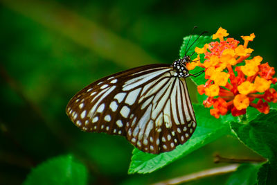 Close-up of butterfly pollinating on flower