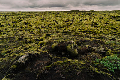 Scenic view of green landscape against sky