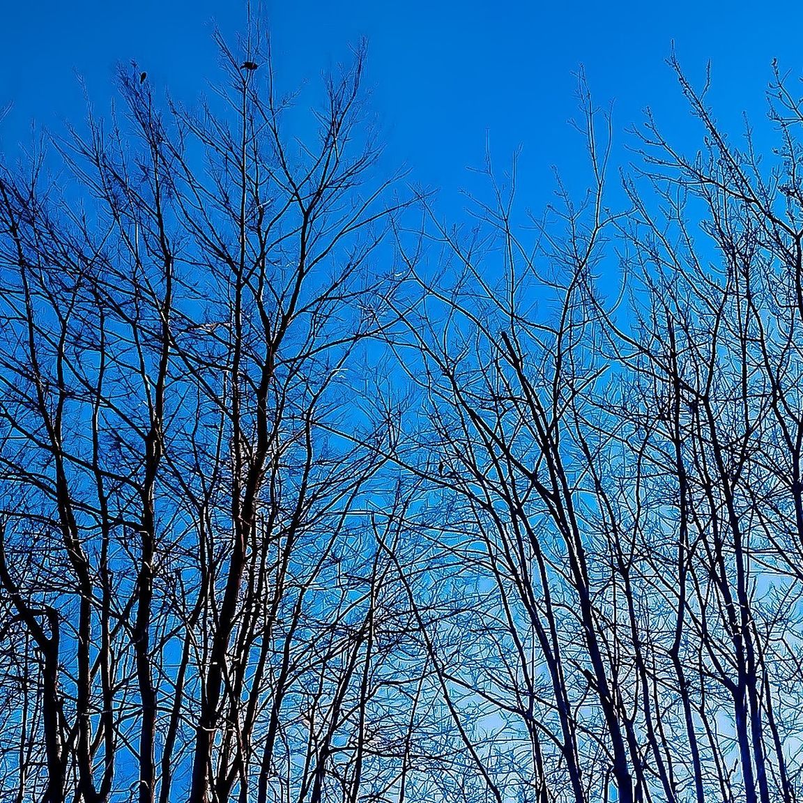 LOW ANGLE VIEW OF BARE TREE AGAINST CLEAR BLUE SKY